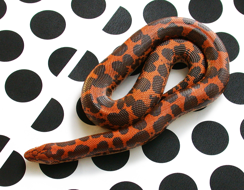 houspots.jpg