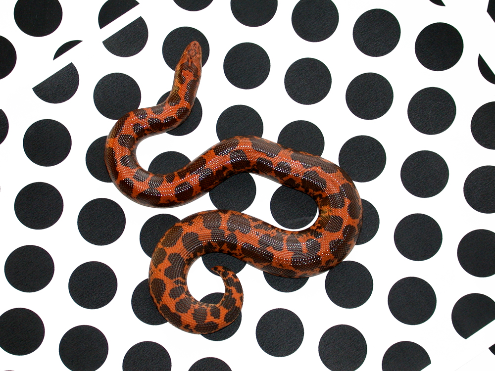 houspots2.jpg