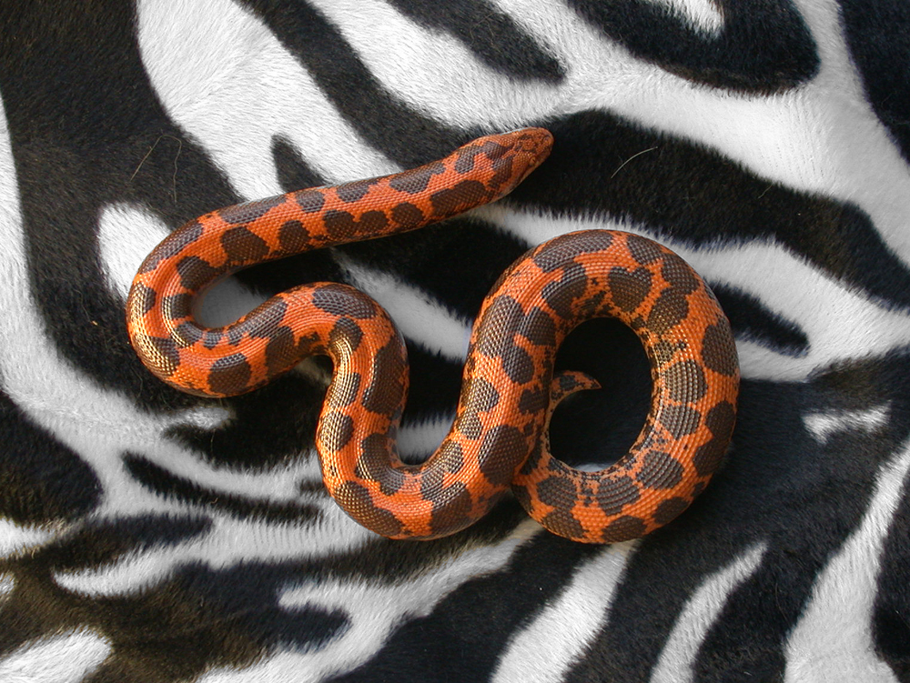 houstripes2.jpg