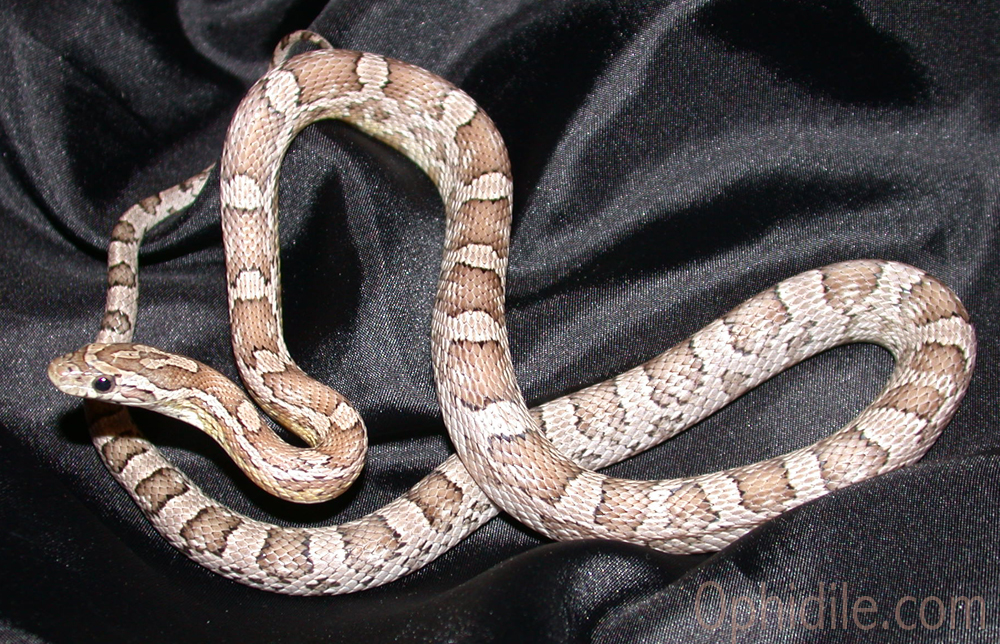 anery20100116a.jpg