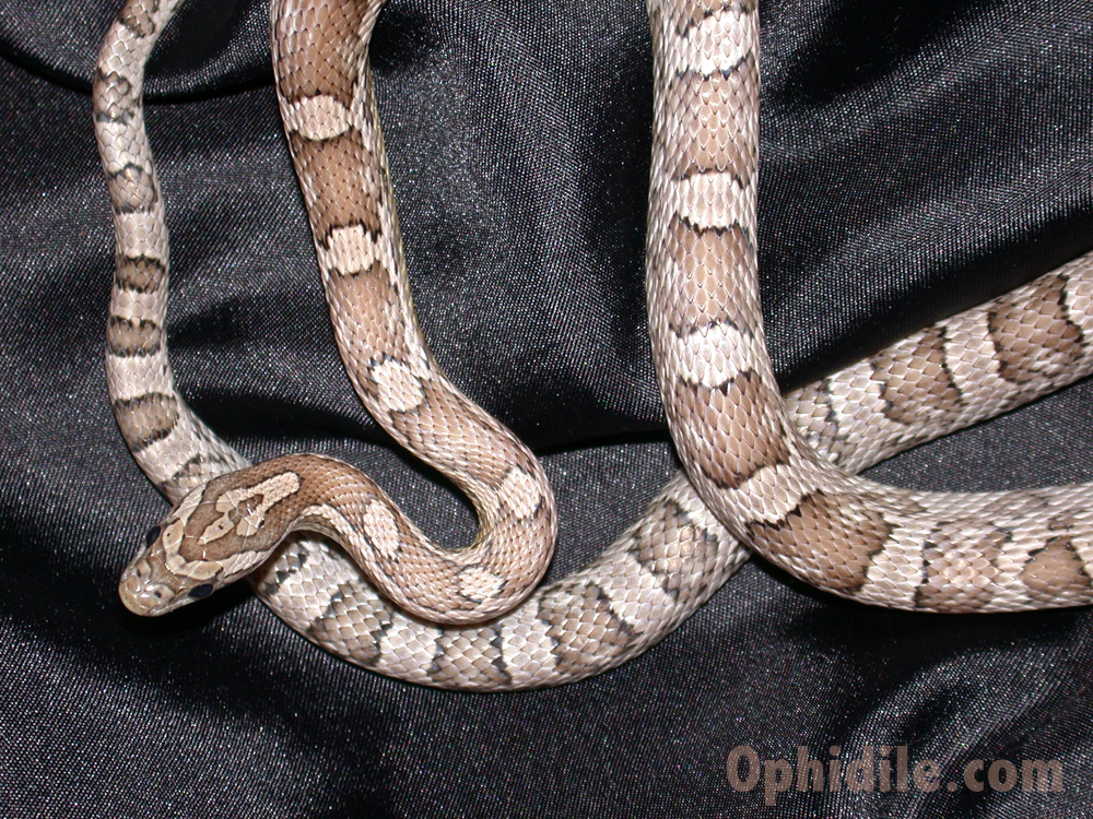 anery20100116c.jpg