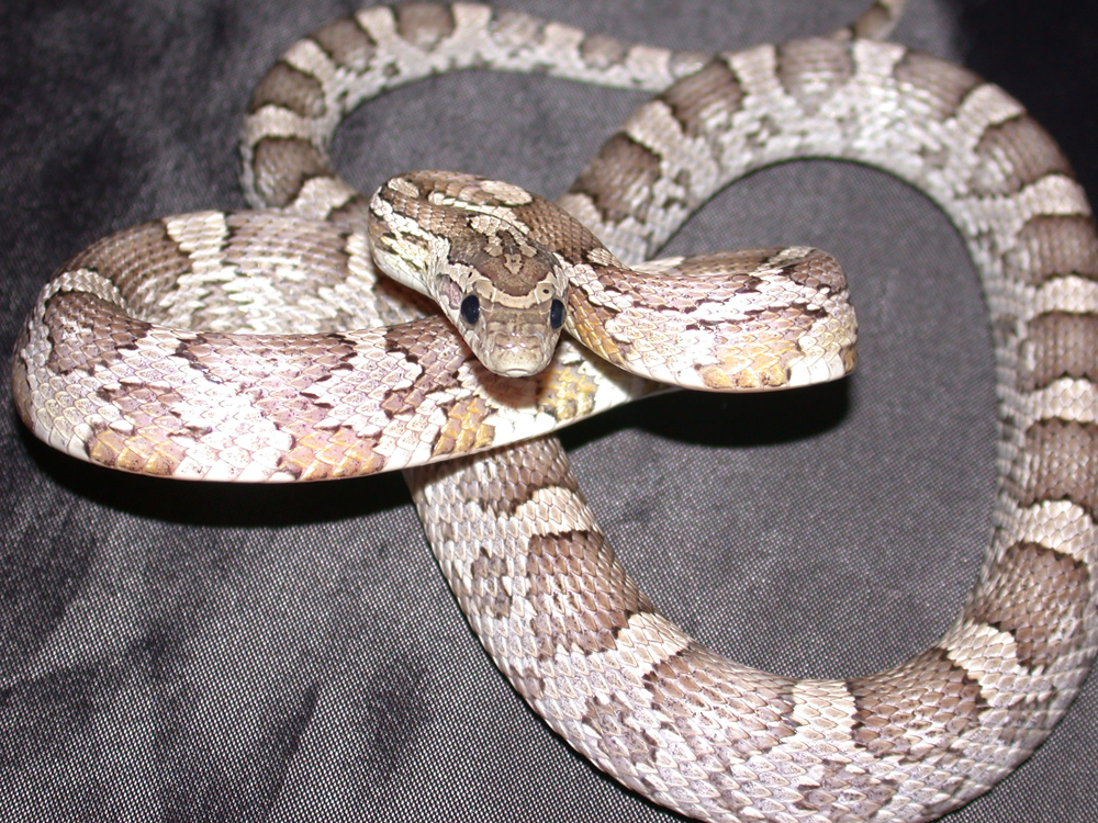gorgon1.jpg