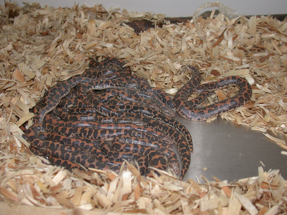 cheetsbabies1.JPG