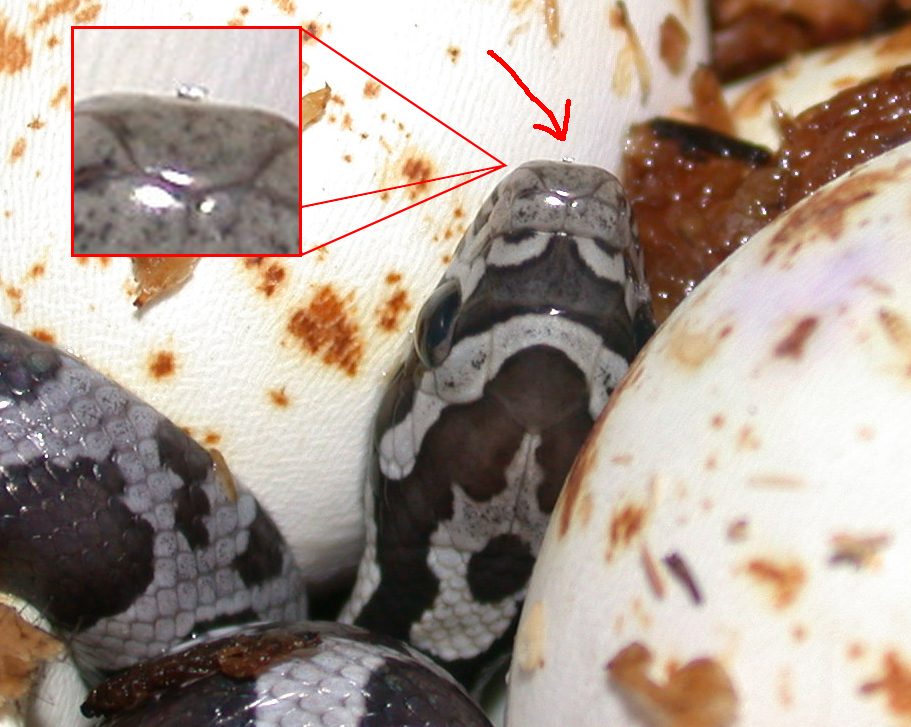 eggtoothmarked.jpg